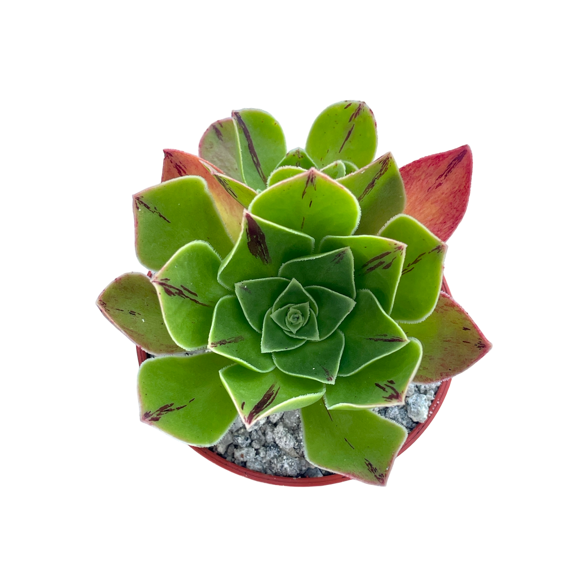 Aeonium x holospathulatum