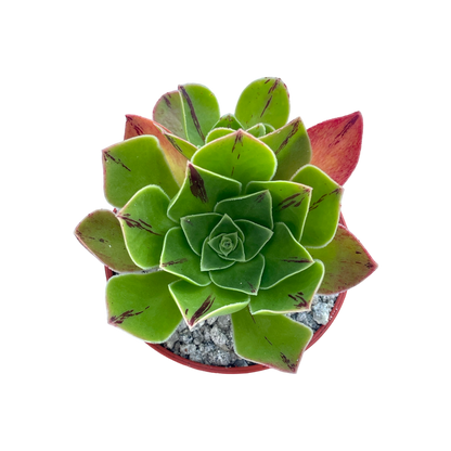 Aeonium x holospathulatum