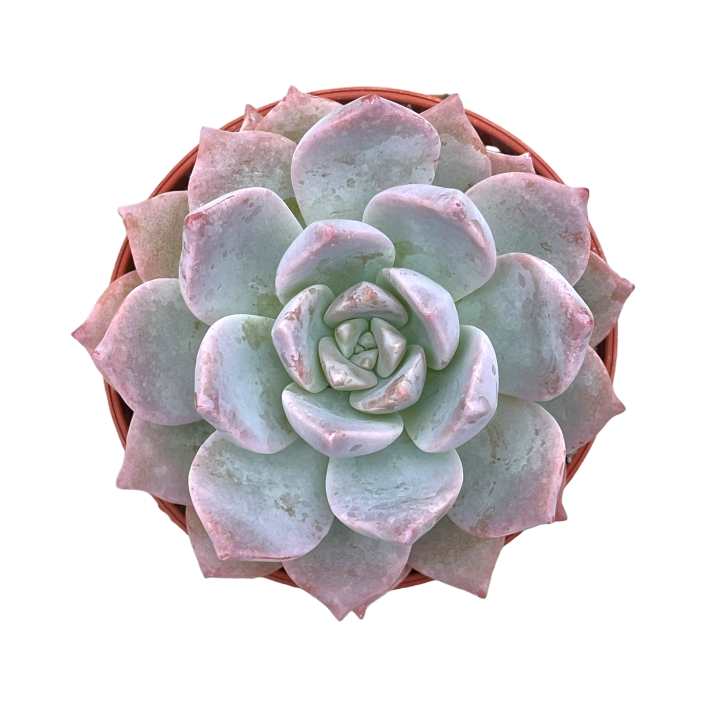 x Graptoveria 'Milky Way'