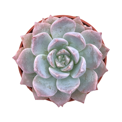 x Graptoveria 'Milky Way'