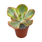 Echeveria 'Sunset Peony'