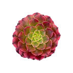 Aeonium 'Zwartkin' variegata