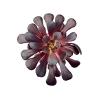 Aeonium 'Schwarzkopf'