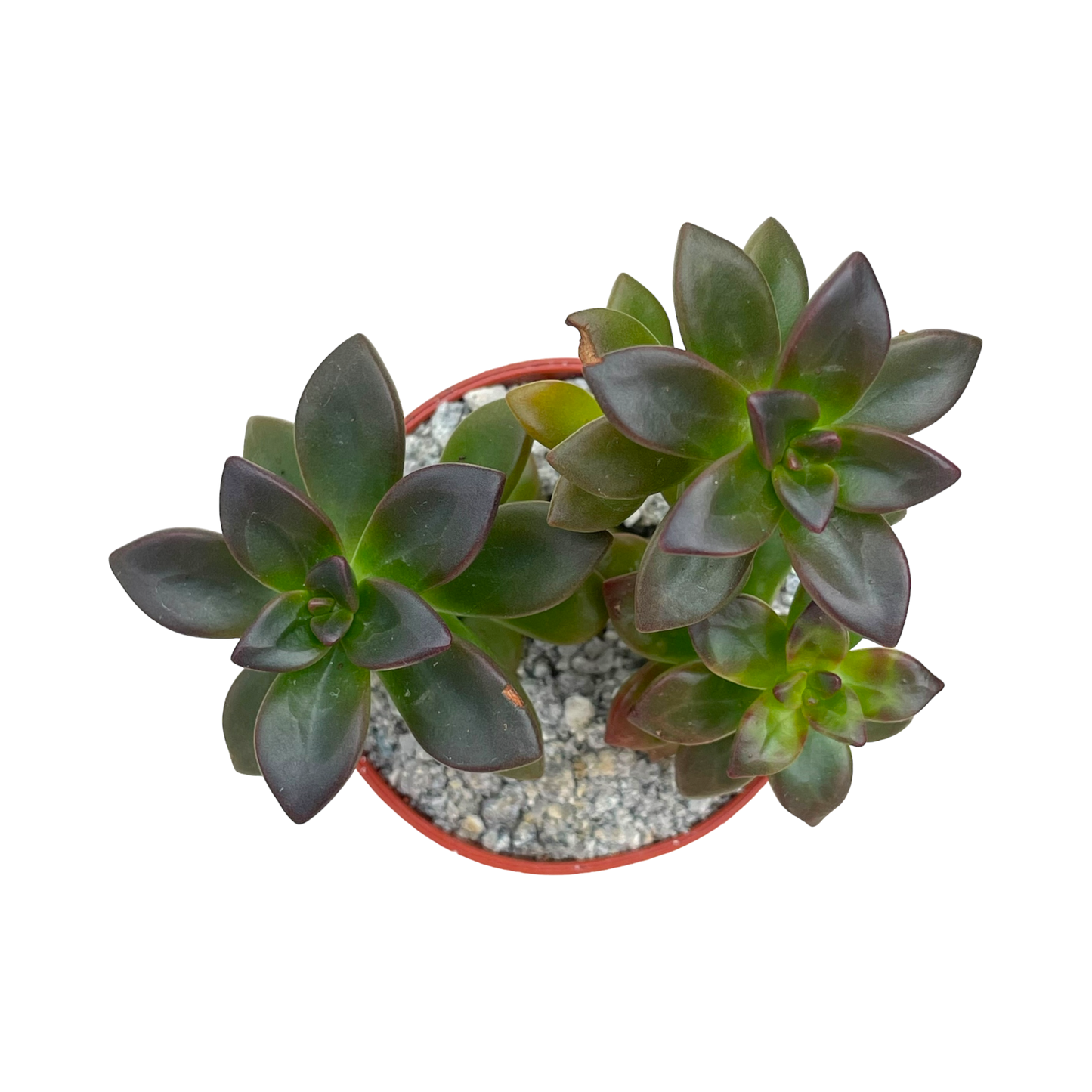 Echeveria compressicaulis