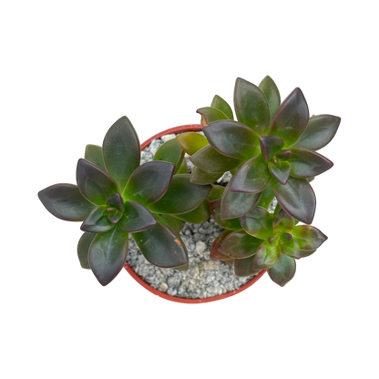 Echeveria compressicaulis