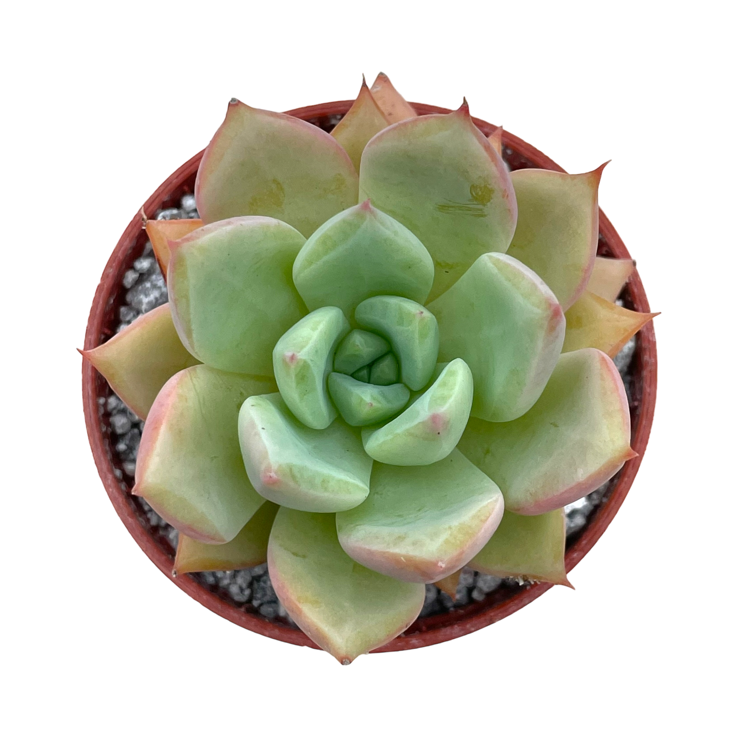 x Graptoveria ‘Nyla Blue’