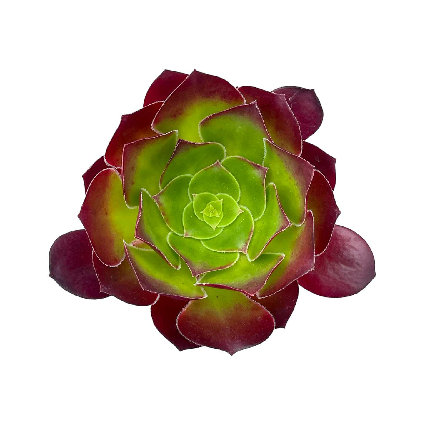 Aeonium 'Pomegranate'