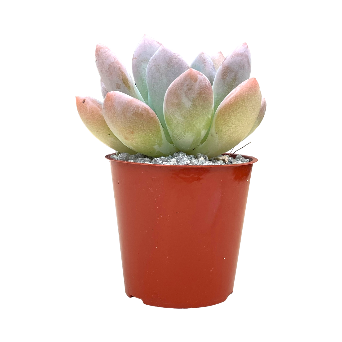 x Pachyveria 'Opalina'