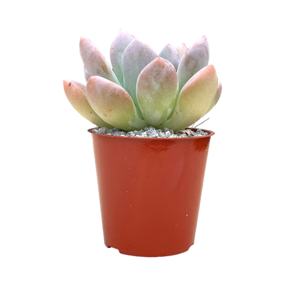 x Pachyveria 'Opalina'