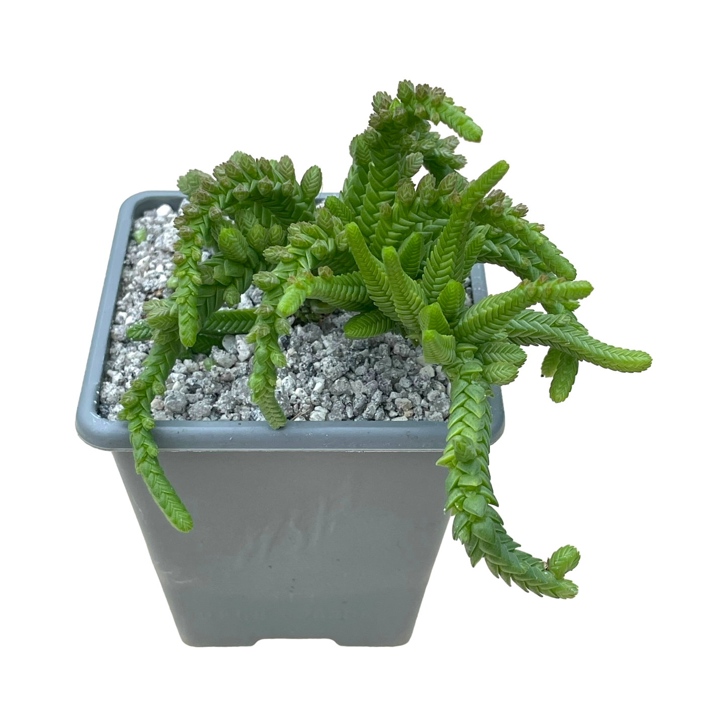 Crassula muscosa var. monstruosa