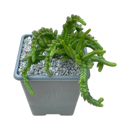 Crassula muscosa var. monstruosa