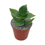 Crassula lactea