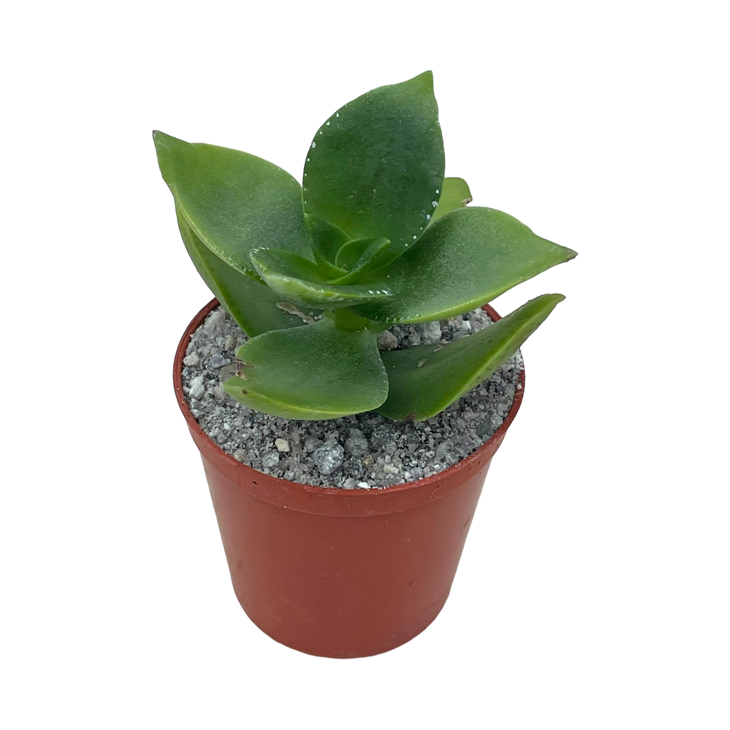 Crassula lactea