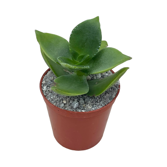 Crassula lactea