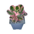 Aeonium 'Marnier Lapostlle' variegata