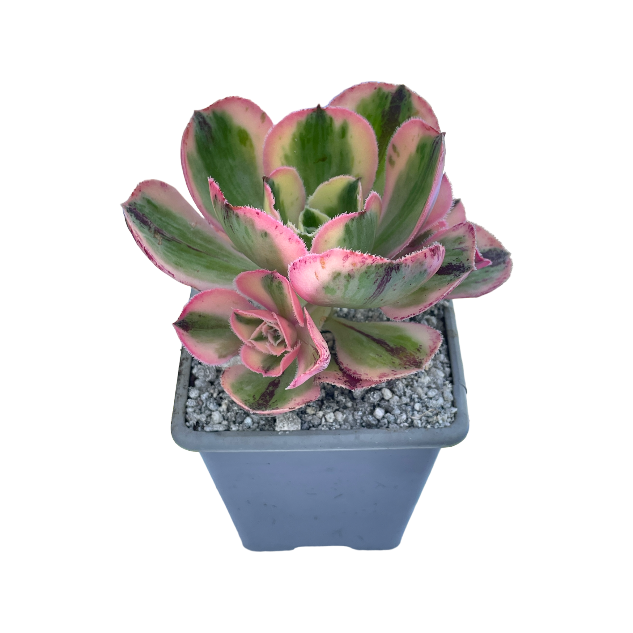 Aeonium 'Marnier Lapostlle' variegata