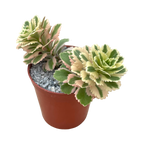 Sedum takesimense 'Atlantis'