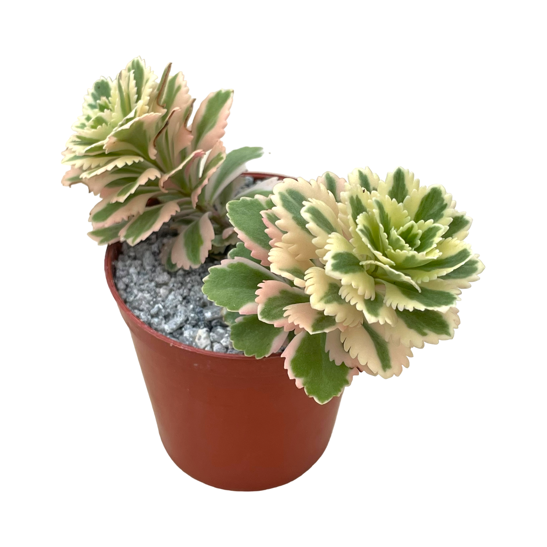 Sedum takesimense 'Atlantis' – Surreal Succulents