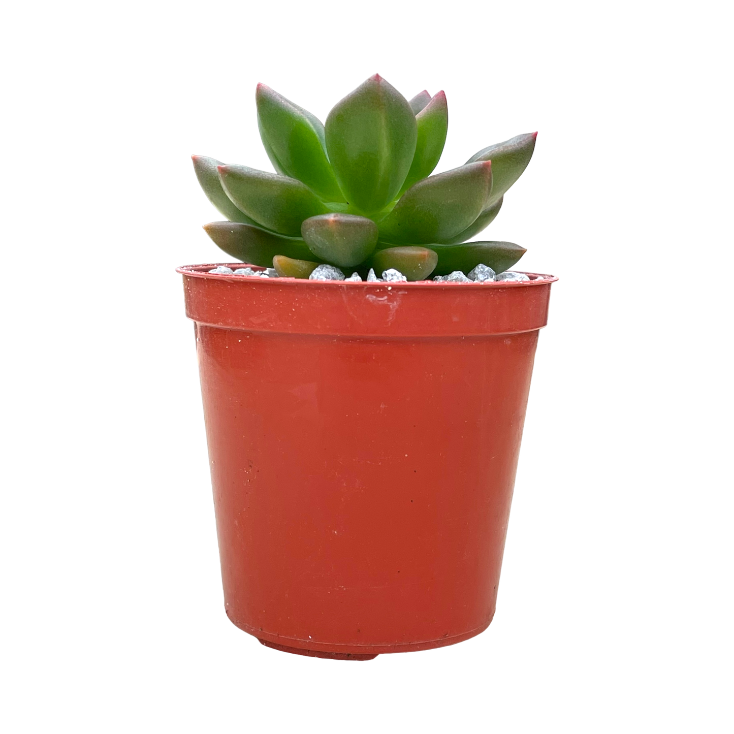 Echeveria 'Lepus'