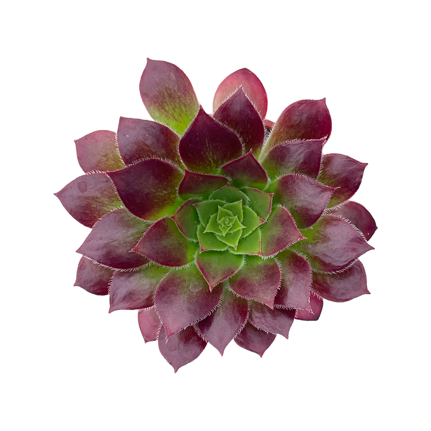 Aeonium 'Black Magic'