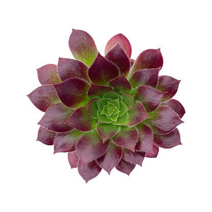 Aeonium 'Black Magic'