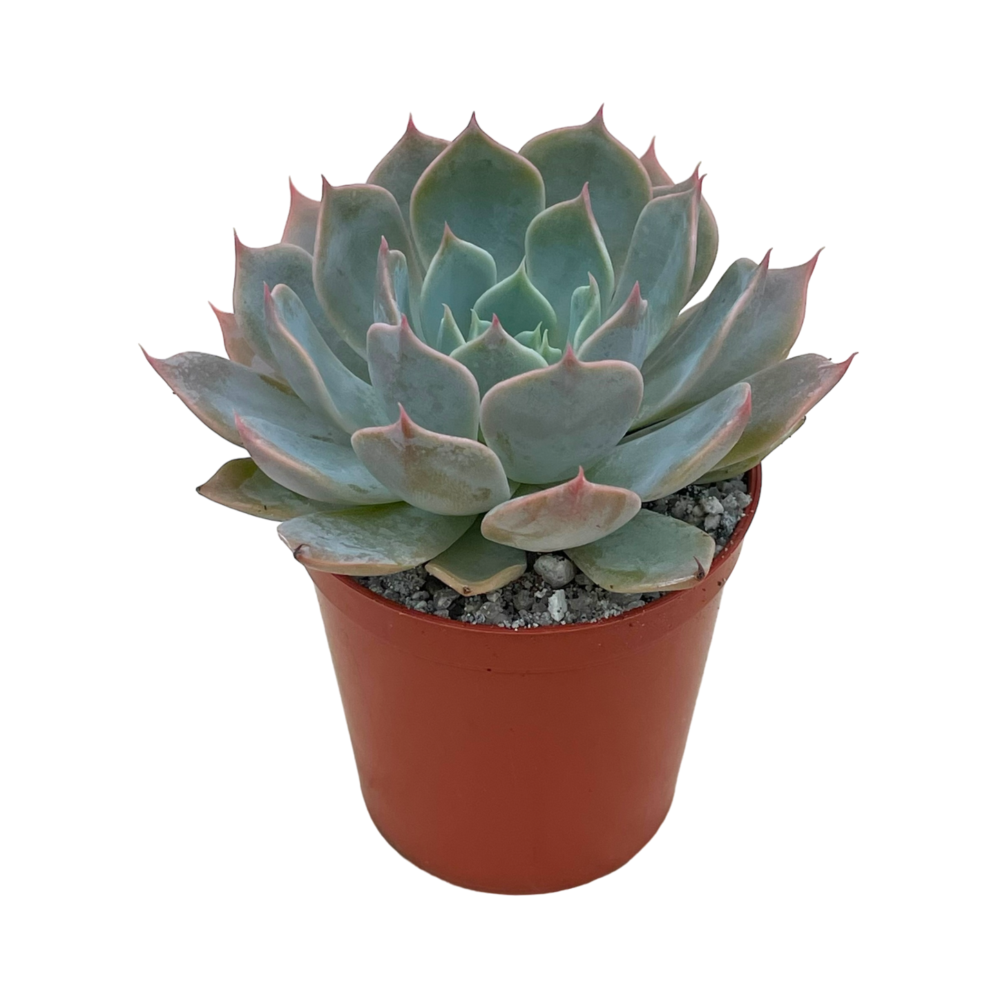 Echeveria 'Satellite'