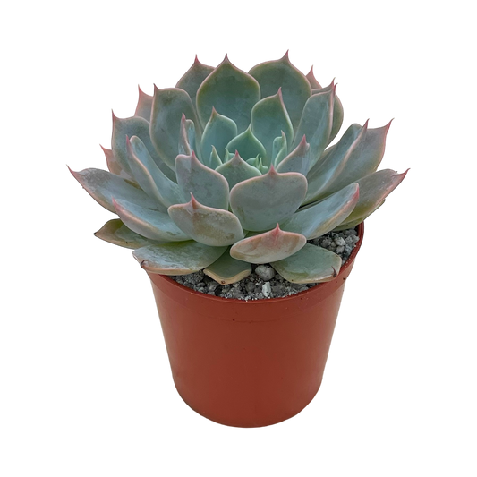 Echeveria 'Satellite'