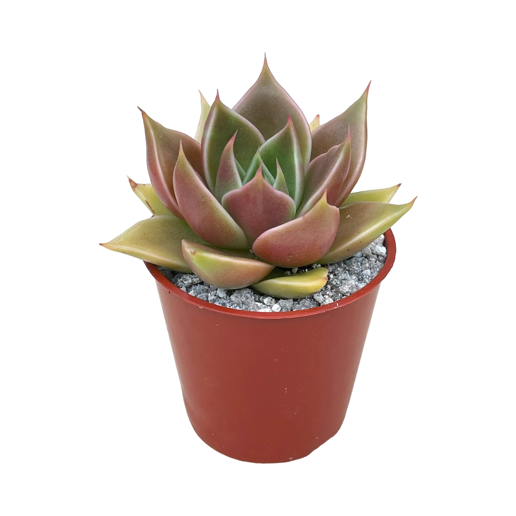Echeveria 'Crystal Rose'