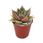 Echeveria 'Crystal Rose'