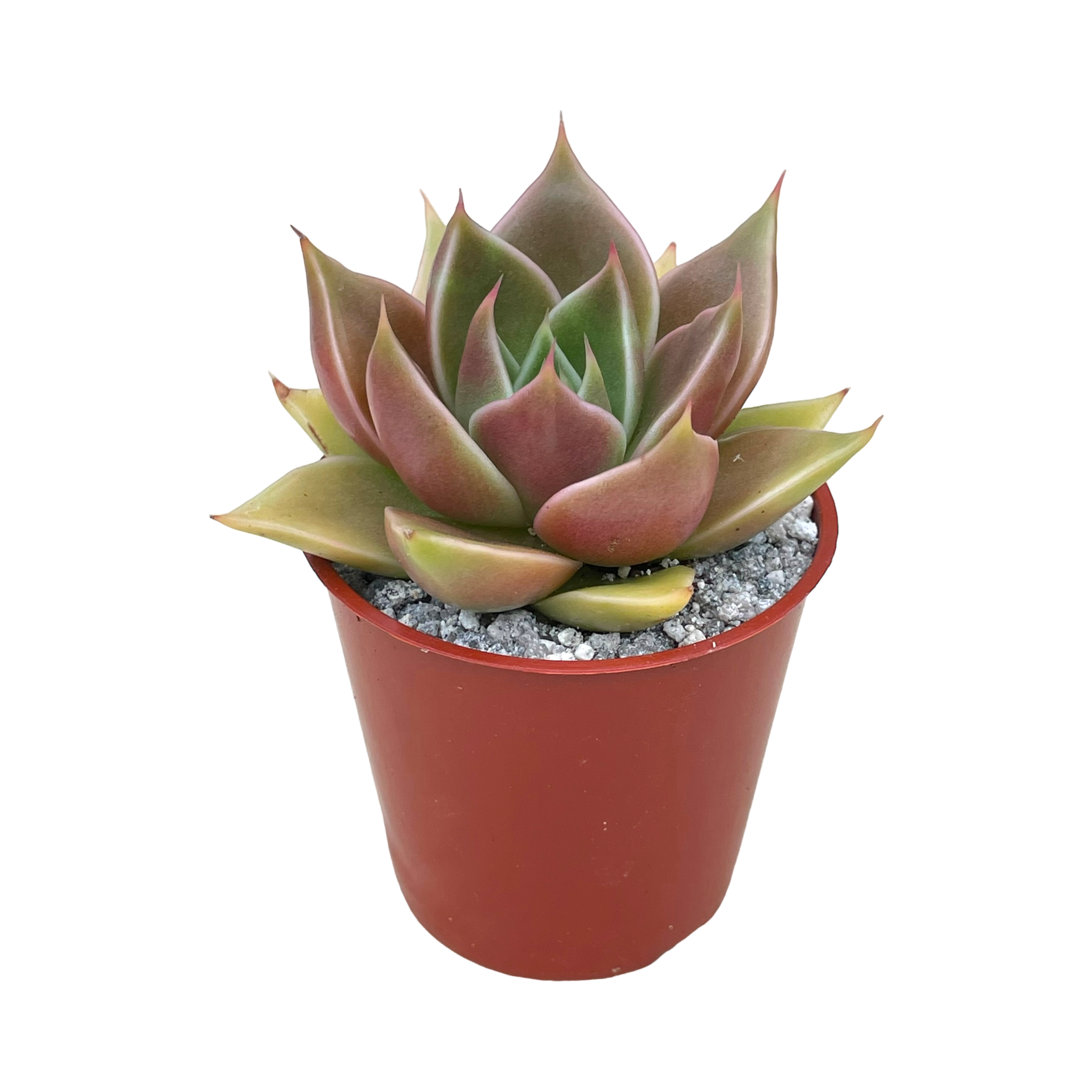 Echeveria 'Crystal Rose'