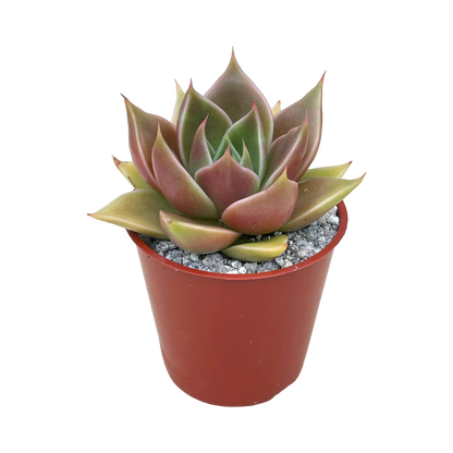 Echeveria 'Crystal Rose'