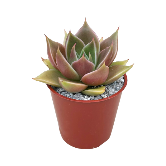 Echeveria 'Crystal Rose'