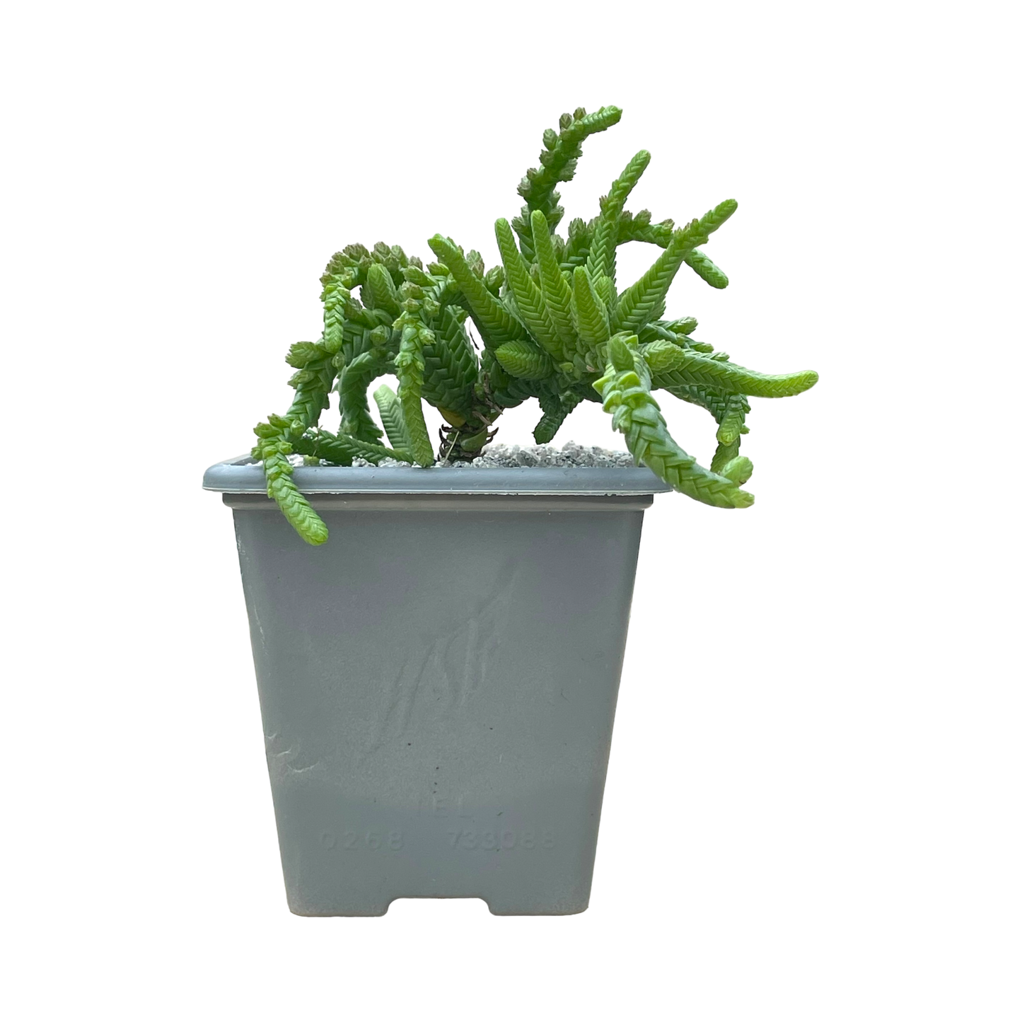 Crassula muscosa var. monstruosa