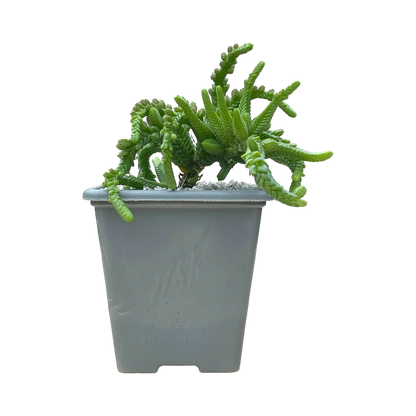 Crassula muscosa var. monstruosa