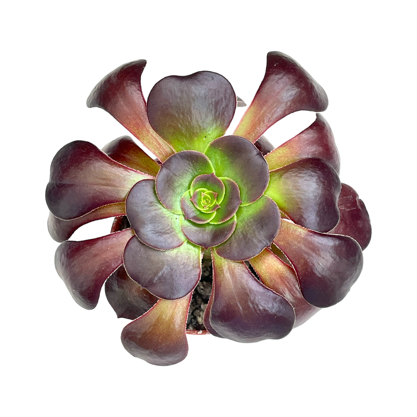 Aeonium 'Fire Glow'