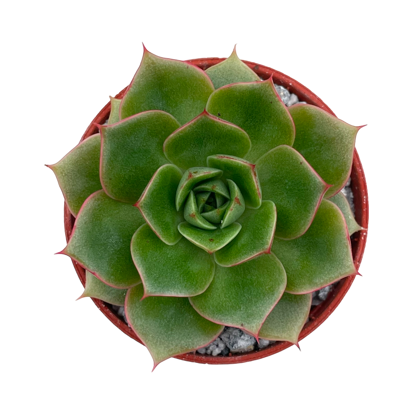 Echeveria 'Parva'