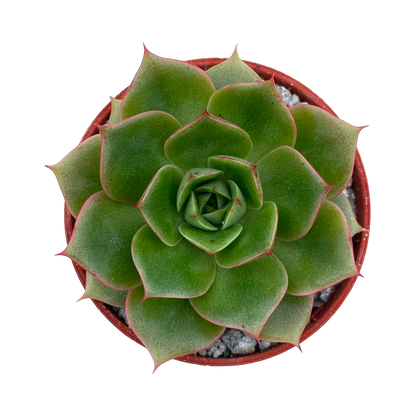 Echeveria 'Parva'