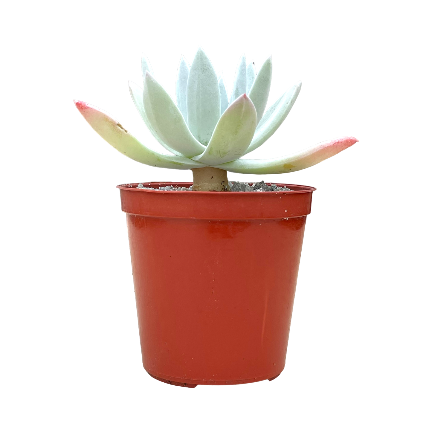 Dudleya greenei