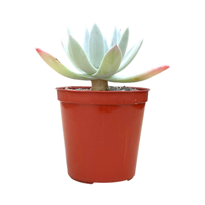 Dudleya greenei