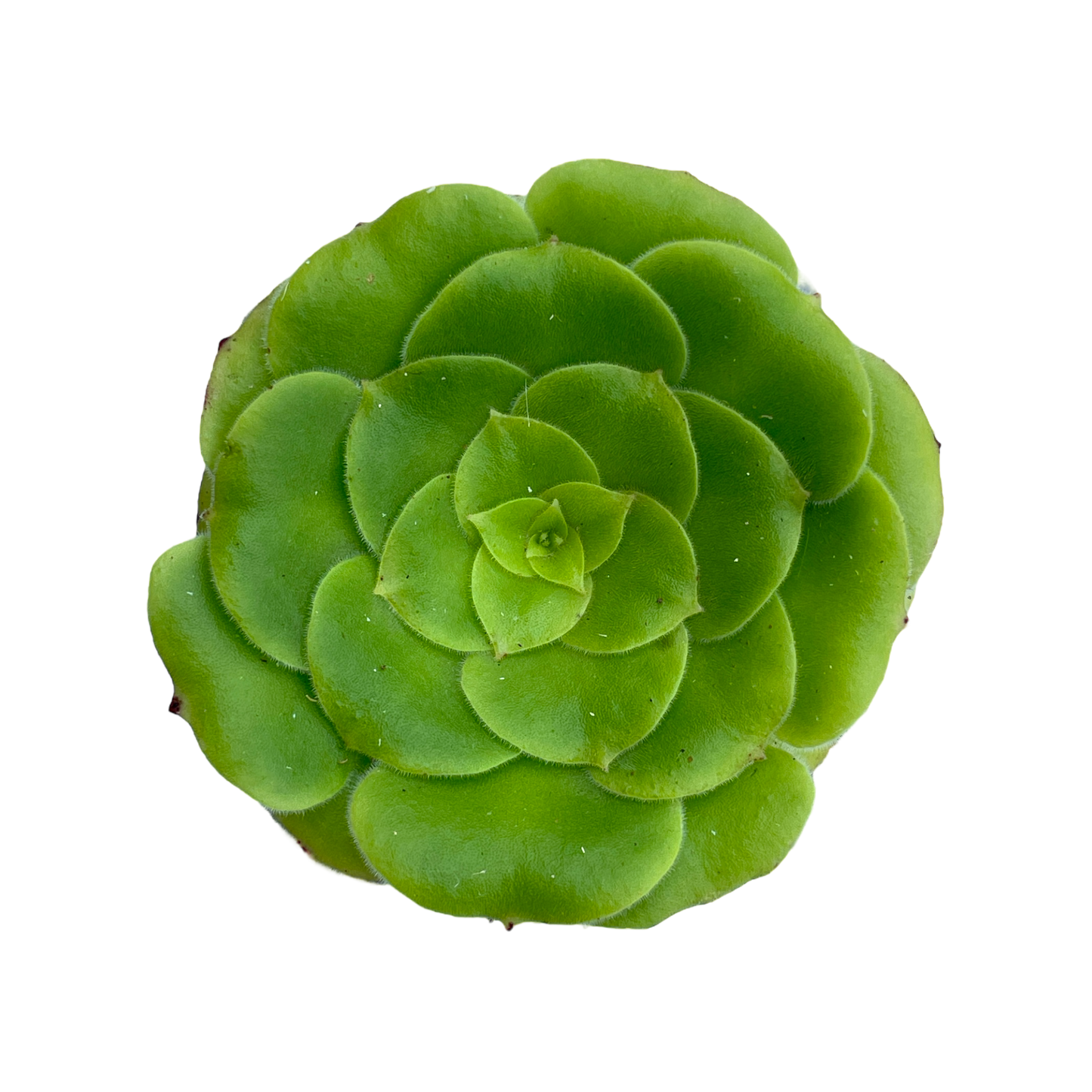 Aeonium canariense var. subplanum