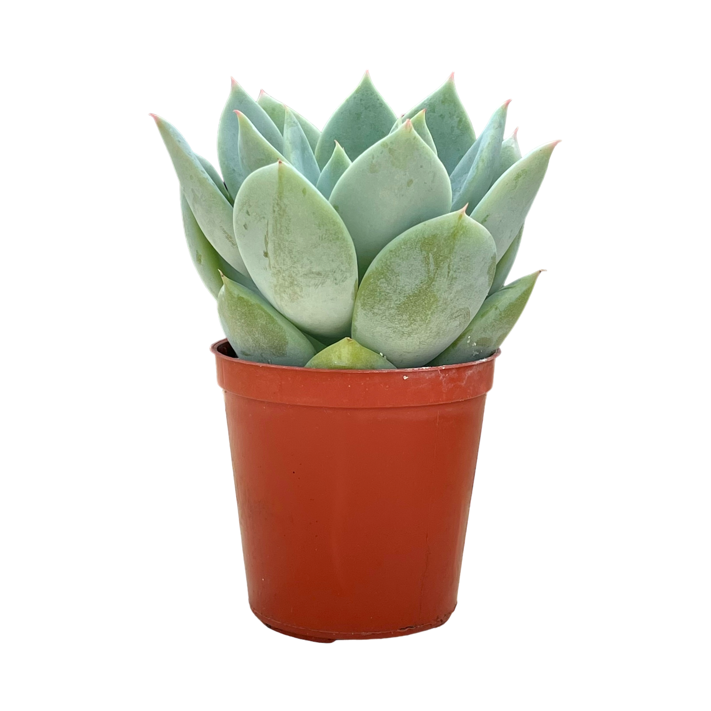 Echeveria 'Pastel Perfection'