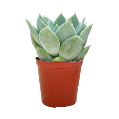 Echeveria 'Pastel Perfection'