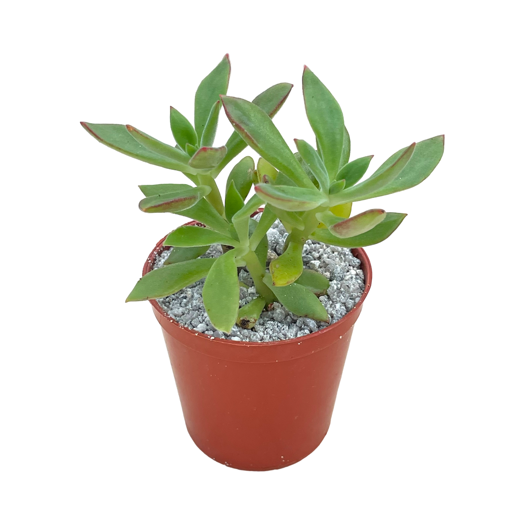 Echeveria harmsii | Plush Plant