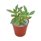 Echeveria harmsii | Plush Plant