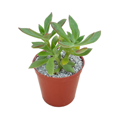 Echeveria harmsii (Plush Plant)