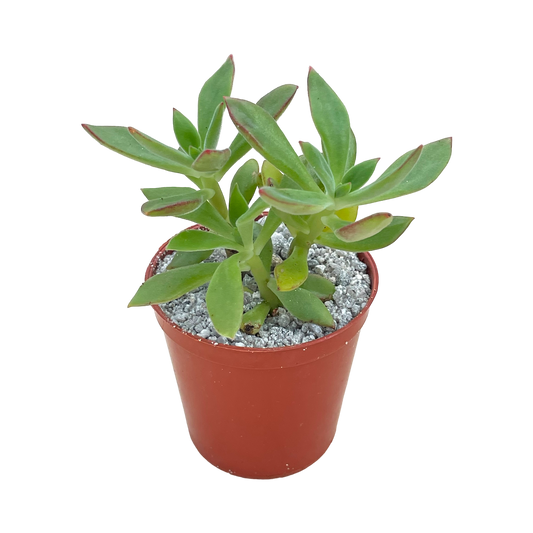 Echeveria harmsii (Plush Plant)