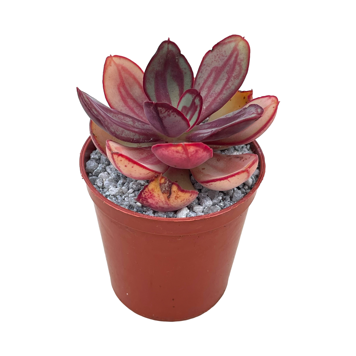 Echeveria nodulosa