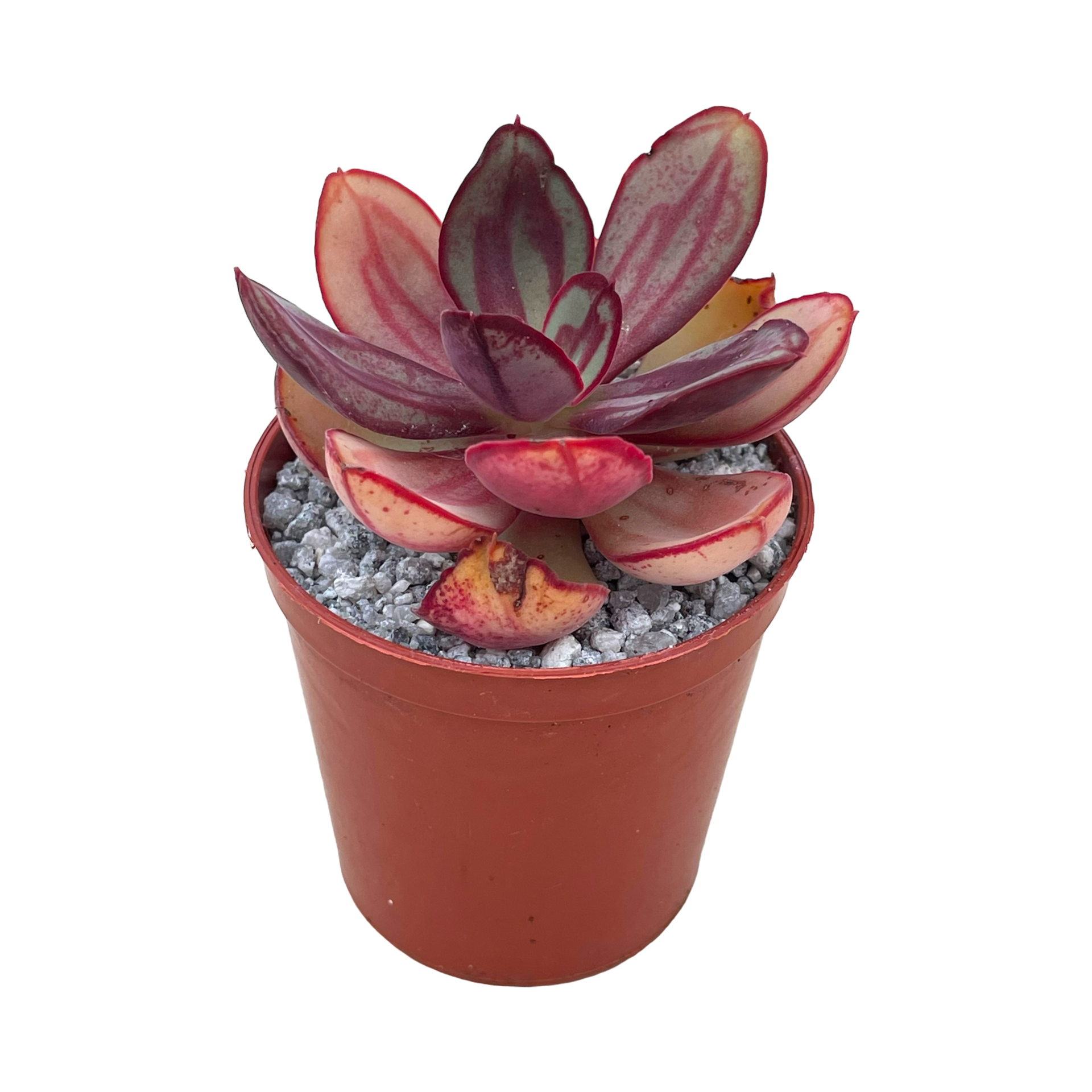 エケベリア ノドゥローサ – Surreal Succulents