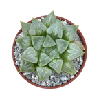 Haworthia 'Love Heart'