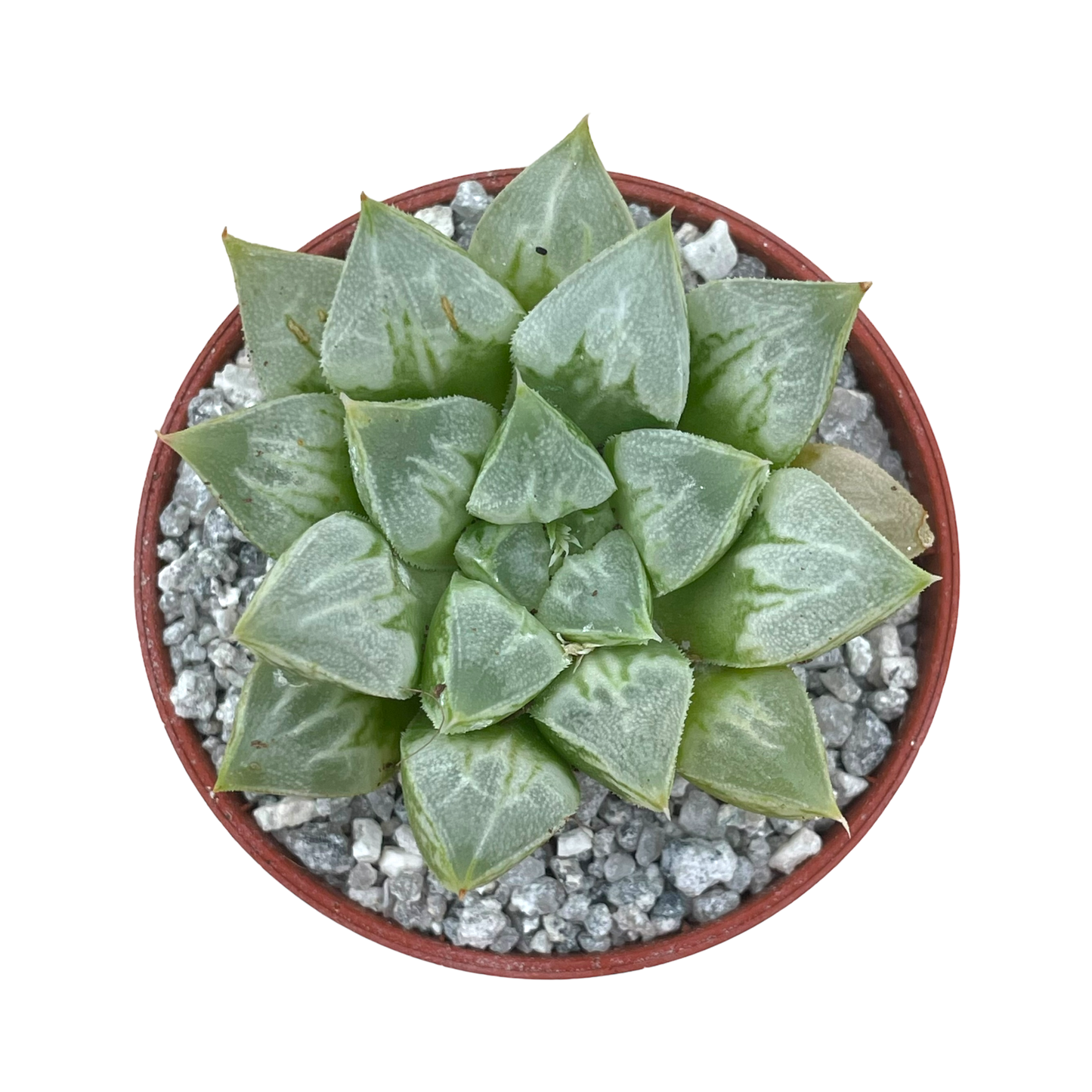 Haworthia 'Love Heart'